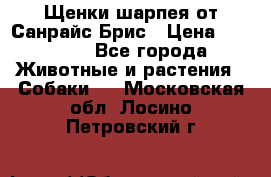 Щенки шарпея от Санрайс Брис › Цена ­ 30 000 - Все города Животные и растения » Собаки   . Московская обл.,Лосино-Петровский г.